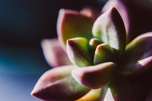 Pink and Green Succulent Macro