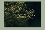Spring macro collection, a Nature Photo by akovtun (Thumbnail 3 of 7)