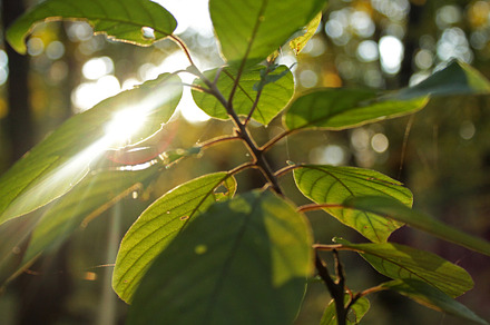 Sun rays through leaf