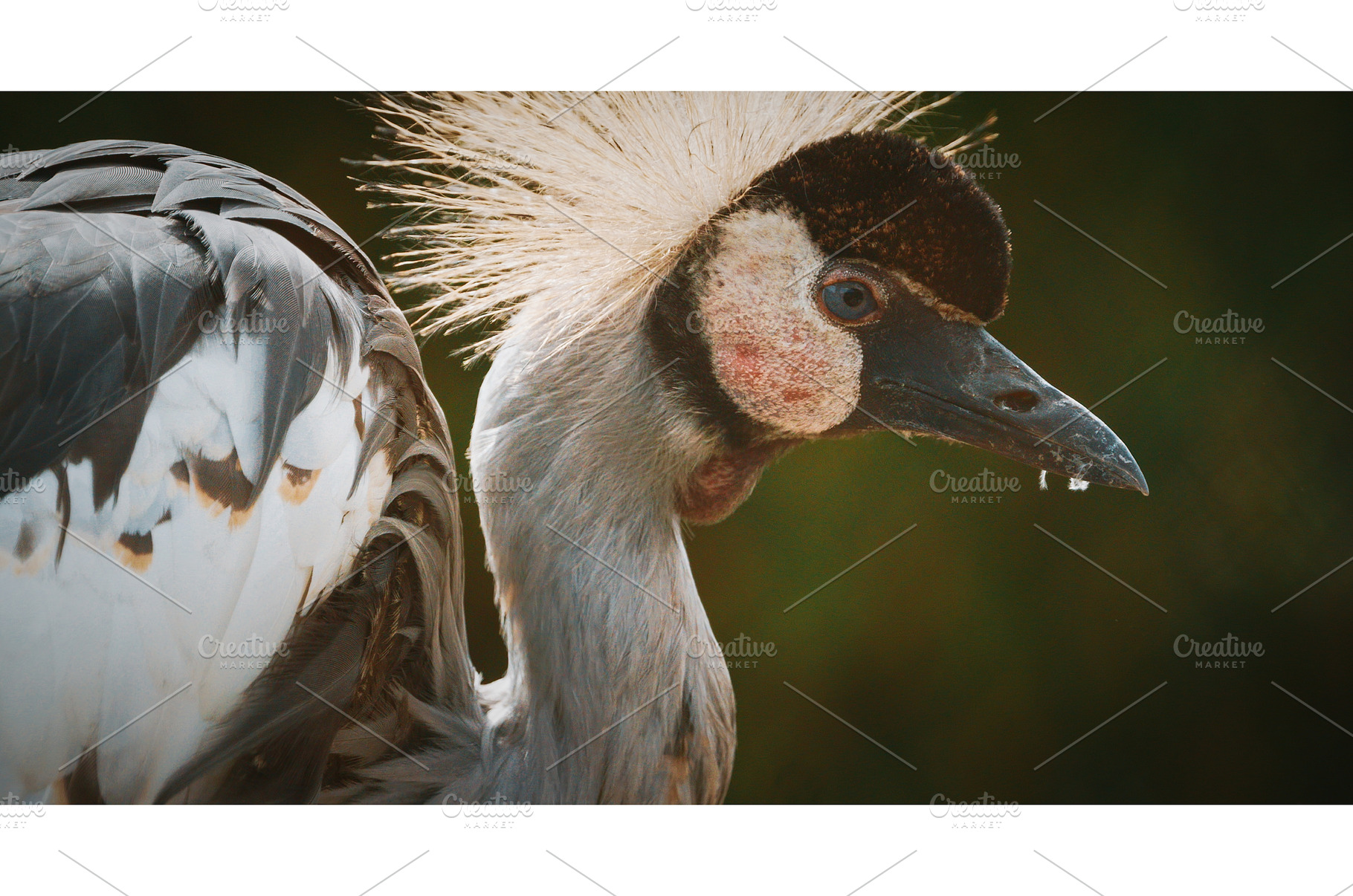 Elegant African Grey Crowned Crane, an Animal Photo by Our Amazing World