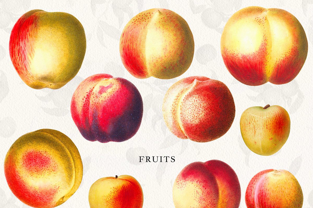 Vintage Peach Graphic Collection #03, an Object Graphic by Olga Begak Art & Design (Photo 8 of 8)