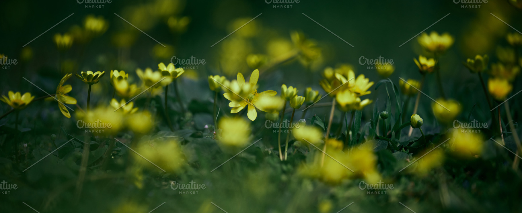 Yellow wildflowers growing in lush green grass, captured with sh, a Nature Photo by ndanko
