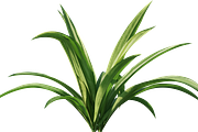 81 Assorted Plants Photo Overlays, a Nature Photo by KenScape (Thumbnail 4 of 4)