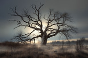 48 Dying Tree Images, a Nature Photo by h.utomo (Thumbnail 1 of 48)