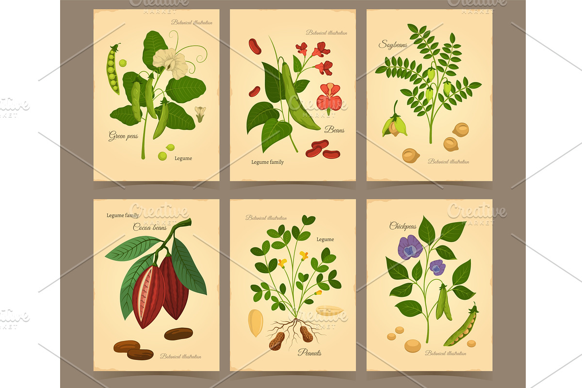 Cartoon legumes cards. Vintage, a Food Illustration by YummyBuum