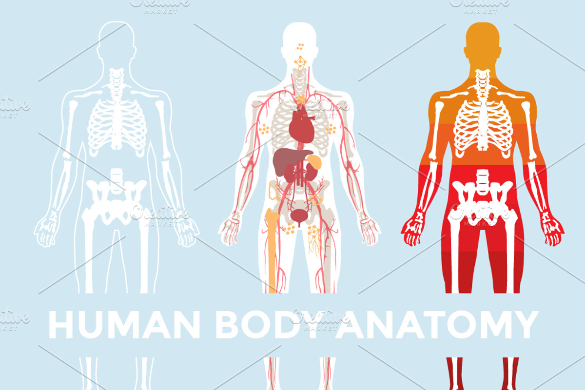 Human Body Anatomy, a Healthcare Illustration by Rekanice (Photo 1 of 3)