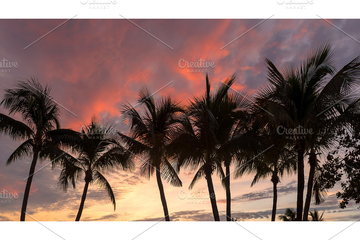 Palm trees silhouette at sunrise, a Nature Photo by Lucky Photographer (Photo 1 of 2)