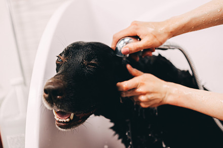 The groomer washes the dog in the bathroom., an Animal Photo by Rov.7