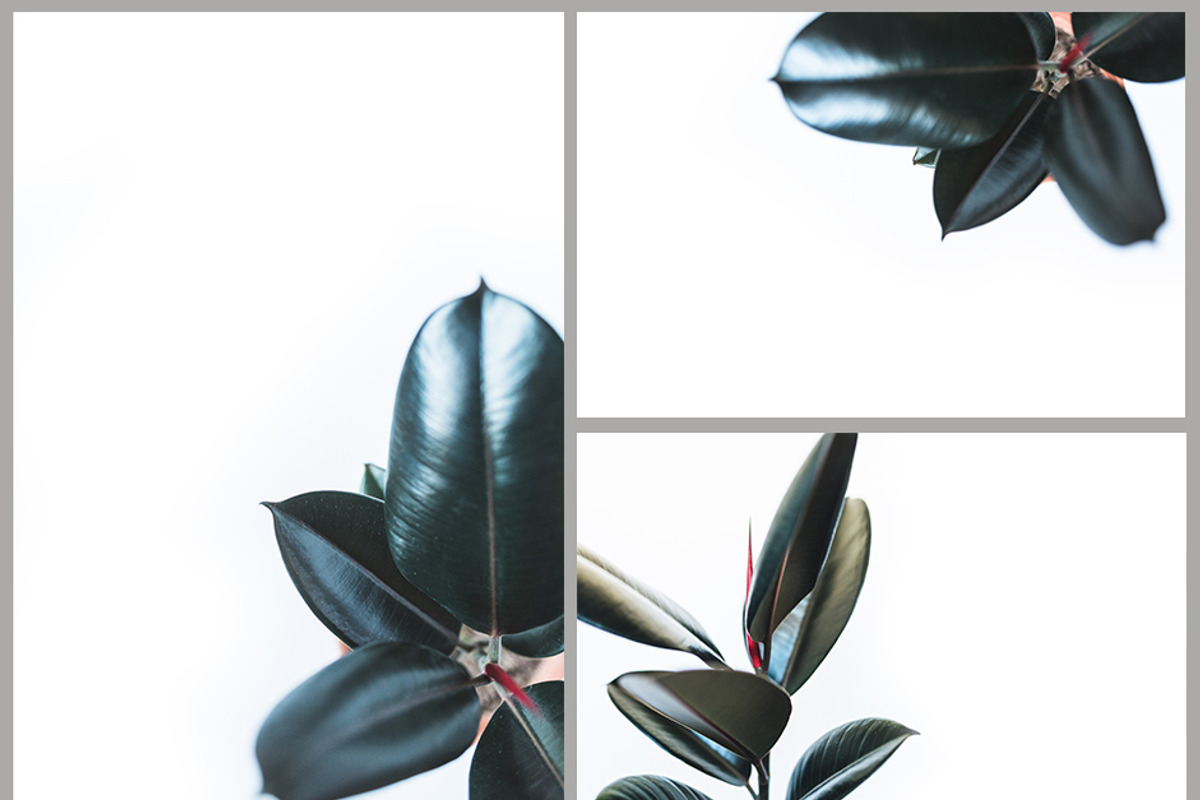 Rubber tree bundle stock photos, a Product Mockup by So Still Studio (Photo 2 of 4)