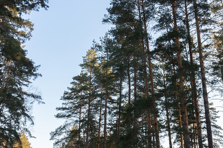 Road in Russia forest with covered s, a Nature Photo by AlexBush