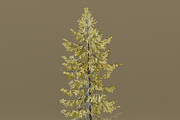 The European Larch Tree, a Plants & Tree 3D Model by FuturePastCreatives (Thumbnail 8 of 9)