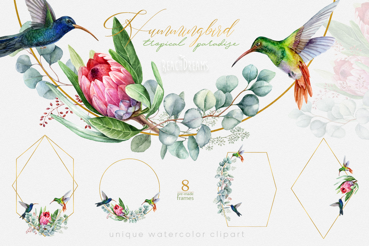 Hummingbird Birds Collection, an Illustration by ReachDreams