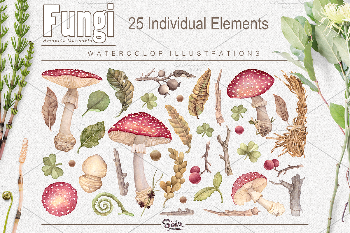 Fungi watercolor, an Illustration by Soir Creative (Photo 2 of 3)