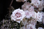 A Garden of Roses | Wedding, Events, a Nature Photo by Farewell (Thumbnail 18 of 41)