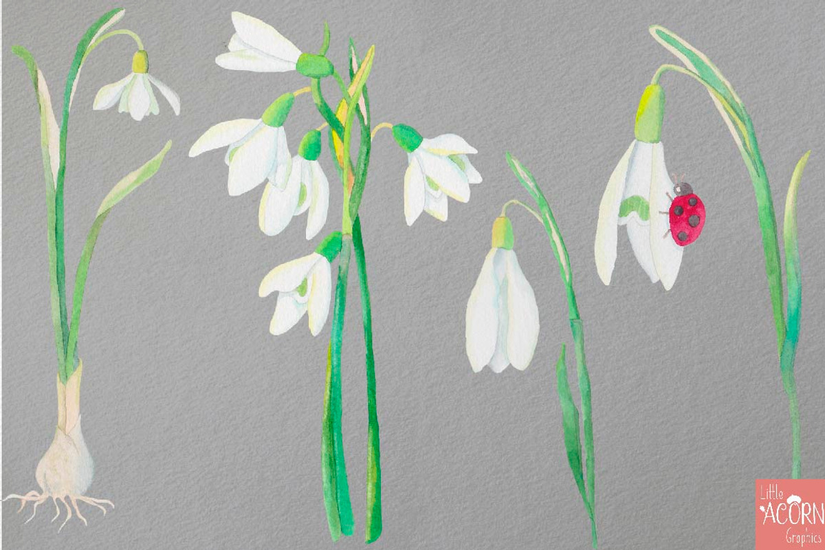 Watercolor Wedding Snowdrops, an Illustration by LittleAcornGraphics (Photo 7 of 7)