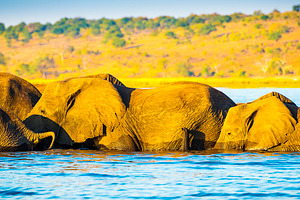 Elephant Herd Crossing Chobe River, an Animal Photo by THP Creative