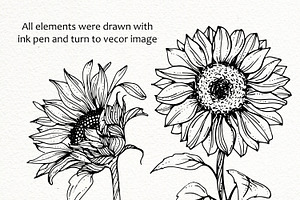 Sunflowers. Ink Line Art