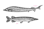 Fish#2 Vector Collection, a Food Illustration by Lubov Illustrations Shop (Thumbnail 5 of 12)