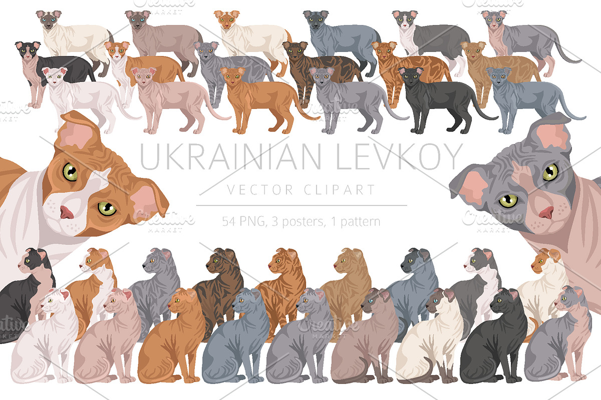 Ukrainian Levkoy cat clip art, an Animal Illustration by pet design shop (Photo 1 of 5)