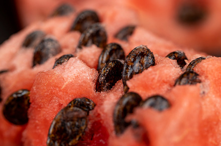 delicious ripe watermelon with large seeds, a Photo by MyPhotos