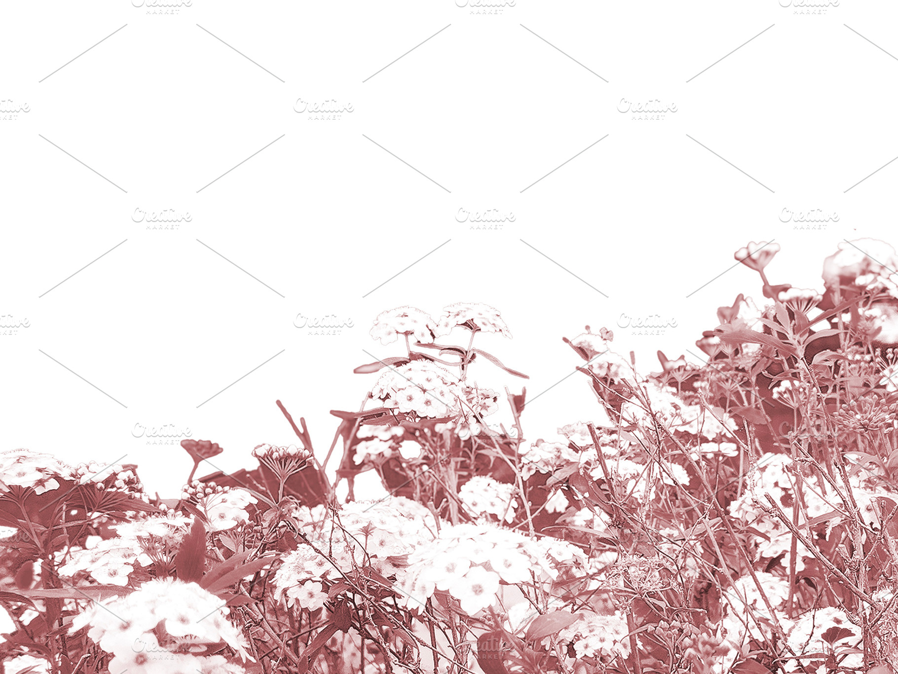 Blank background with botanic red flowers motif bottom border, a Background Photo by DanFLCreativo
