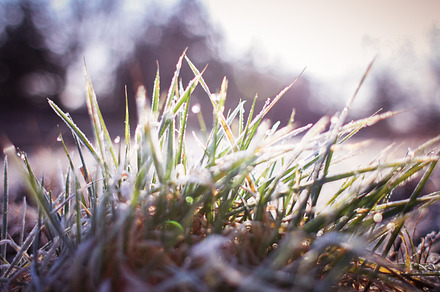 Morning Dew In The Grass preview 6