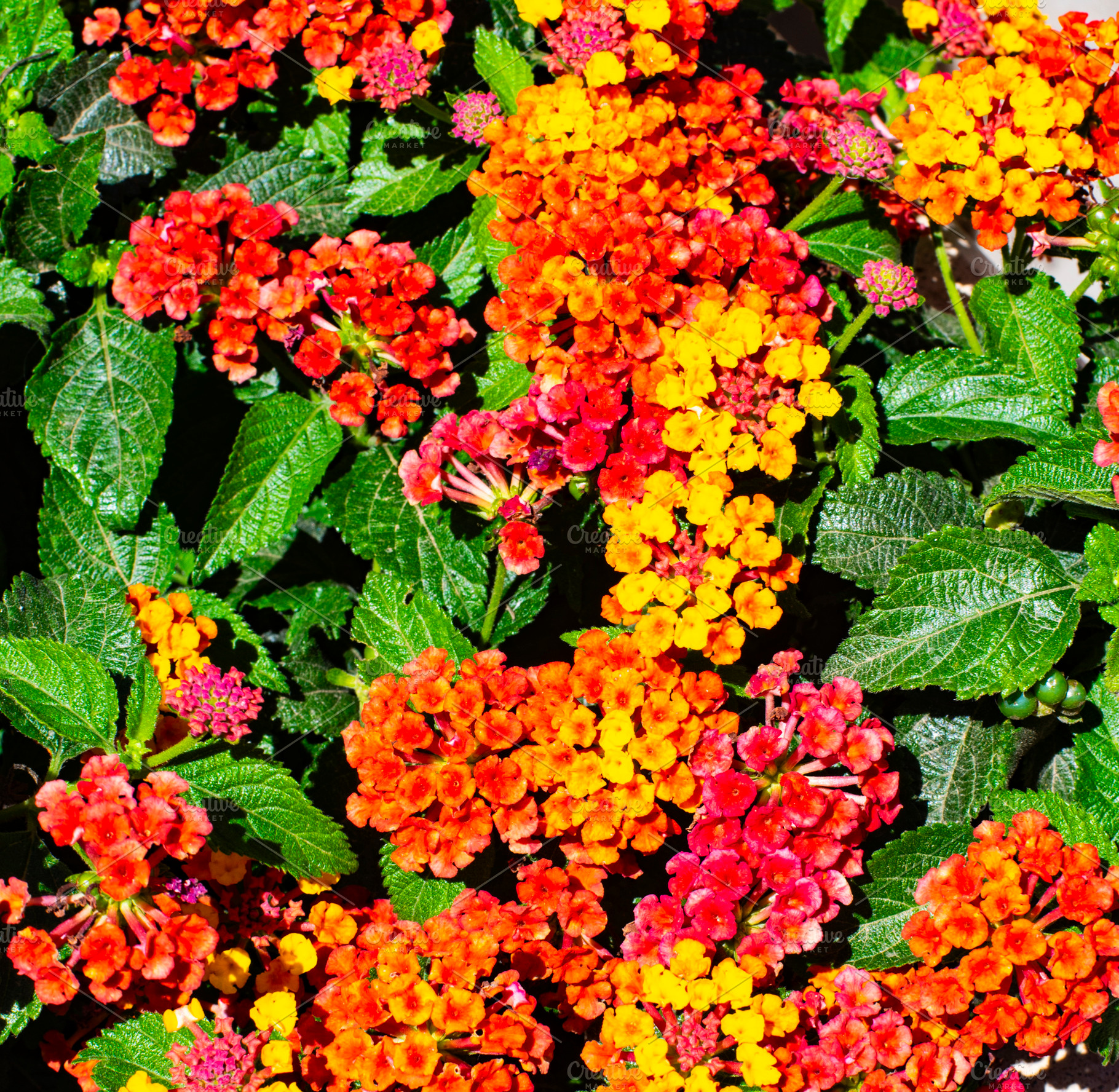 Colorful Lantana Camara Flowers, a Nature Photo by zhekos