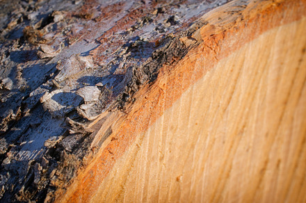 Closeup of Cut Birch