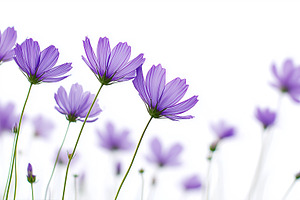 Delicate purple cosmos flowers bloom, a Nature Photo by MistyDay