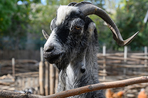 Close-up of a black and white horned goat behind a wooden fence, an Animal Photo by ndanko