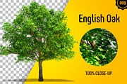 CUT OUT TREES - 60 PCS BUNDLE, a Packaging Mockup by 3DSTORE (Thumbnail 10 of 63)
