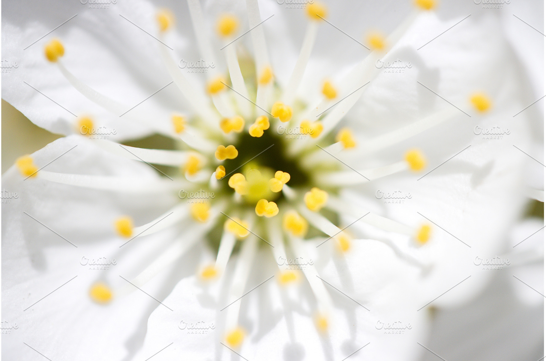 Extreme macro of white cherry flower, an Animal Photo by Pakosta