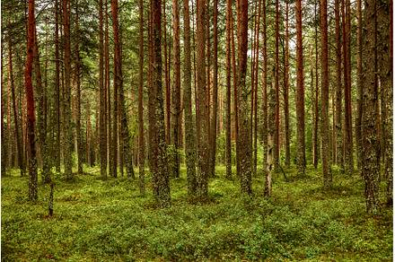 Dark pine forest, a Nature Photo by Nature and travel
