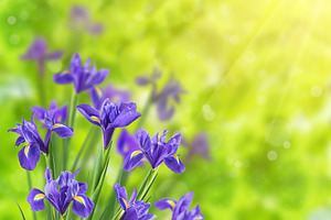 Spring Background with Iris