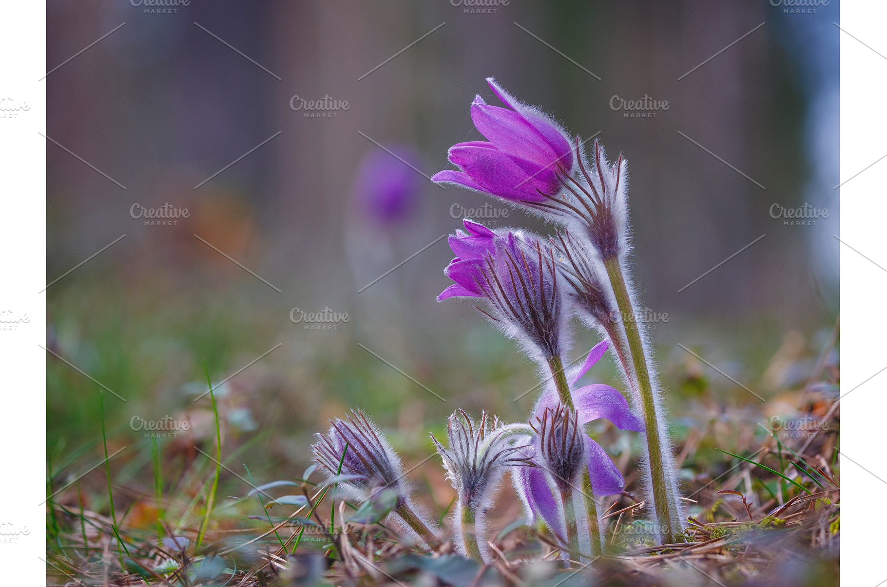 Wild Pasque flowers blooming in the, a Nature Photo by Lukas Jonaitis SHOP