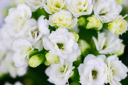White flowering mini kalanchoe bloss, a Nature Photo by AlexBush