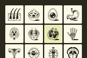 Anatomy Drawing Illustration, an Outline Icon by Vectors Market (Thumbnail 7 of 8)