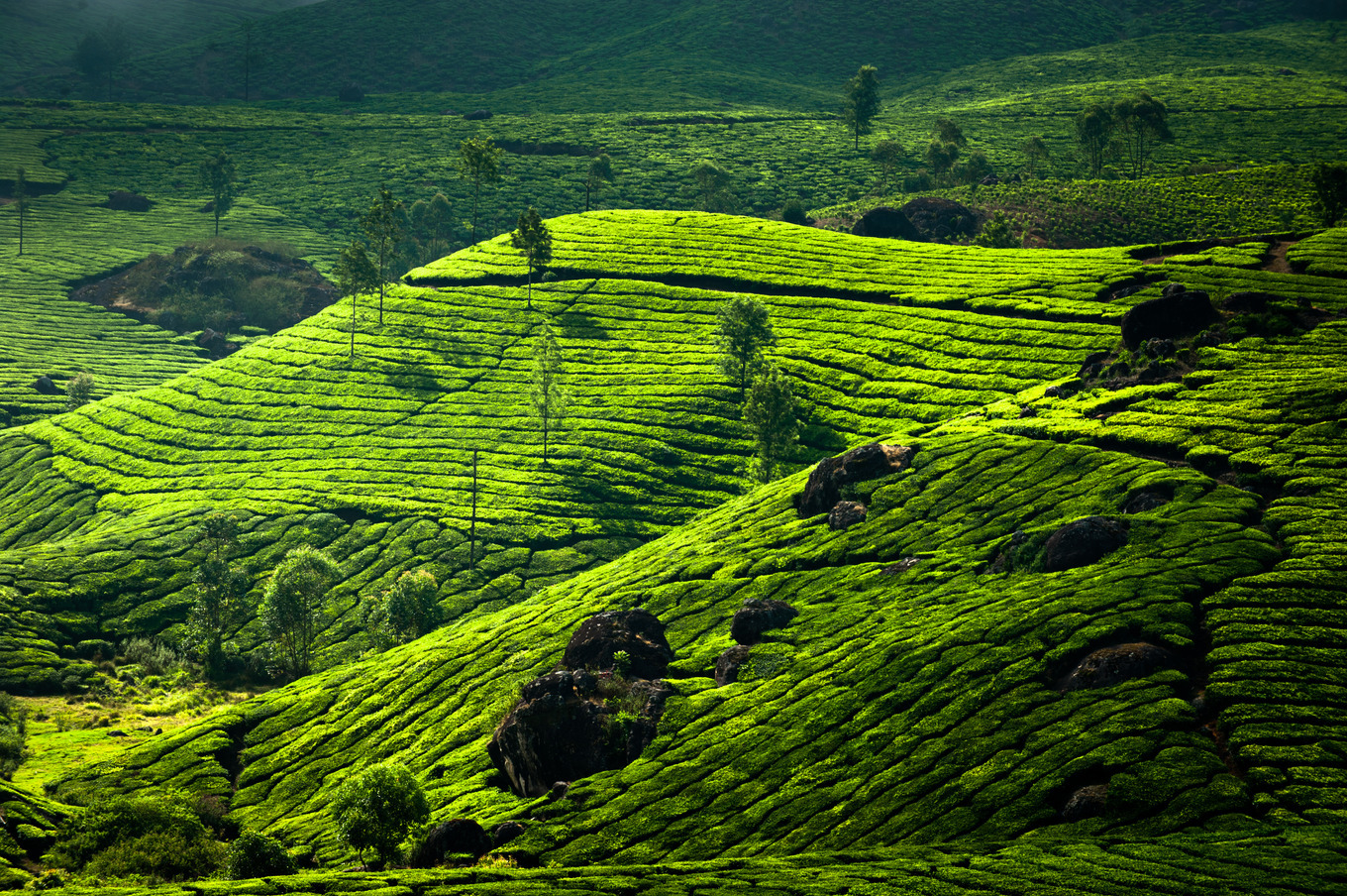 Tea Plantations India Featuring Agriculture, Air, And Asia, A Nature 