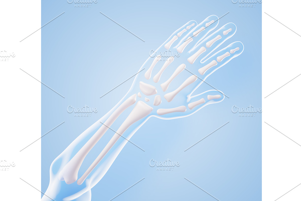 Hand anatomy 3D model - bones, a Healthcare Illustration by Marozhkastudio