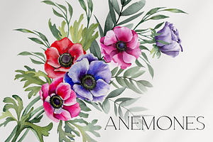 Watercolor Anemone Flowers