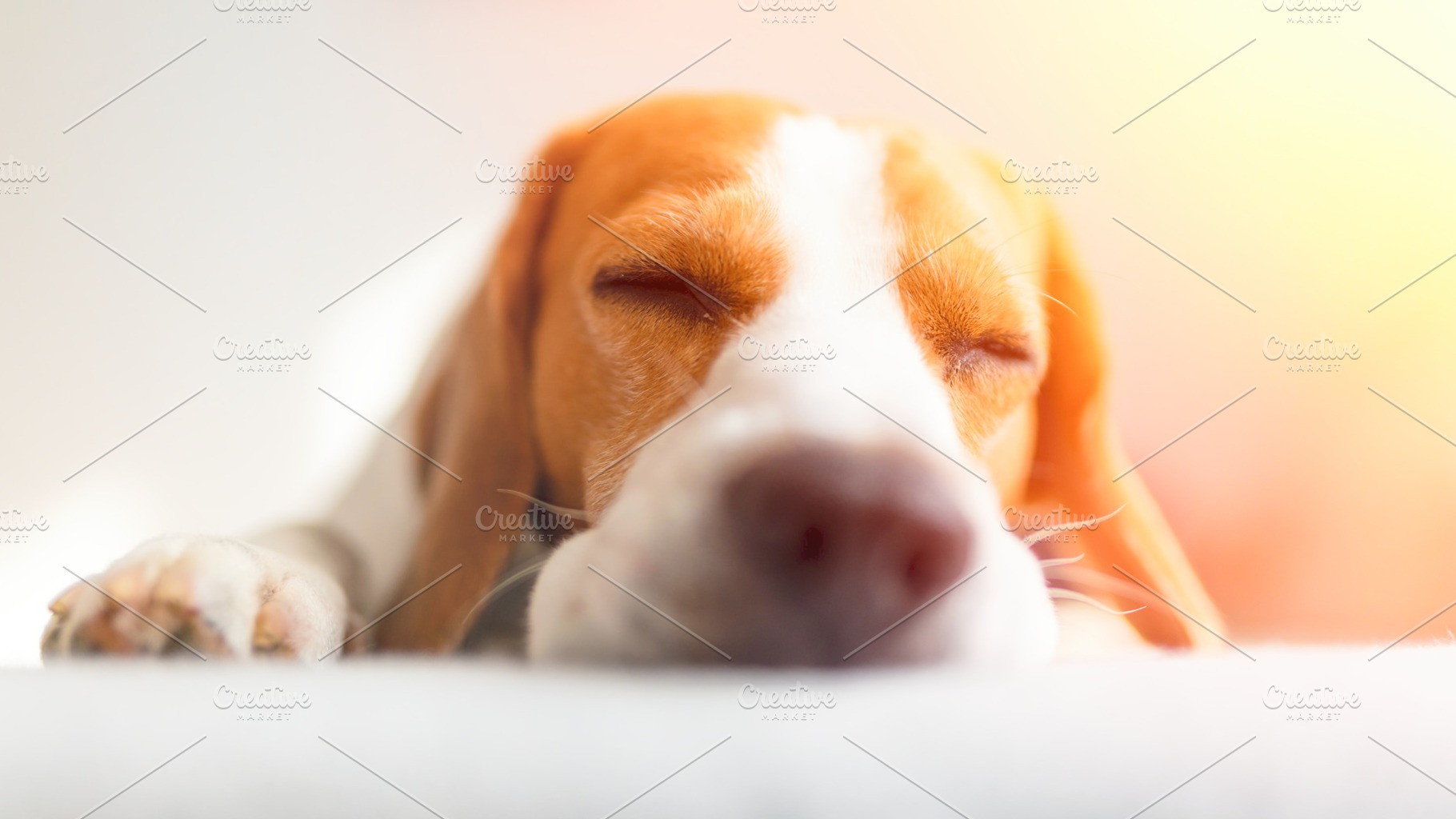 Beagle sleep on sofa in bright room, an Animal Photo by MadPhotos