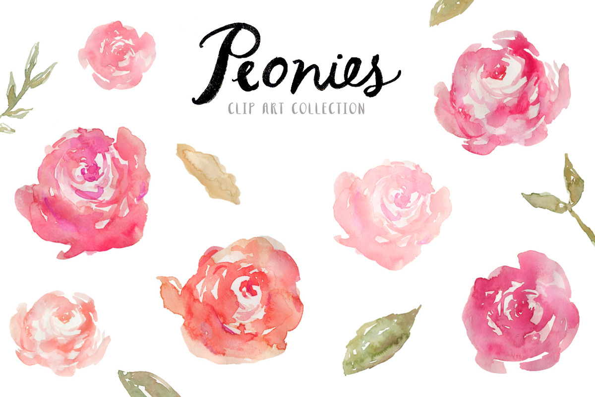 Watercolor Peonies Clip Art, an Illustration by Angie Makes (Photo 1 of 2)