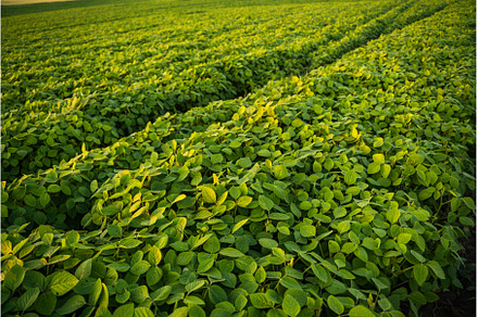Agricultural plantation of soybean, a Nature Photo by volodymyrshtun13795