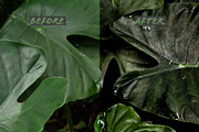 Lightroom Presets: Greens, an Action Add-On by Giel Sweertvaegher (Thumbnail 3 of 7)