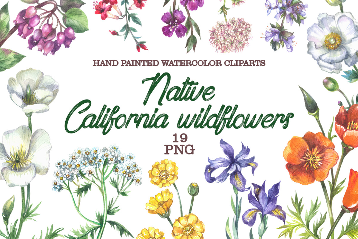 Native California wildflowers, an Illustration by FITALARTSNEDIGI (Photo 1 of 8)