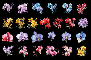 Orchids. Watercolor Clipart