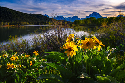 Sunset at Oxbow Bend with blooming, a Nature Photo by Nick Fox