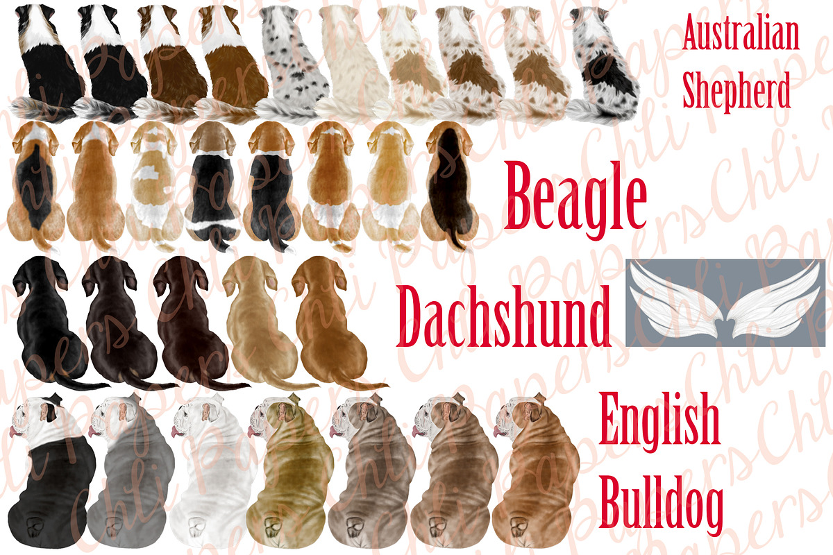 Dog Breeds Clipart,Dogs clip art, an Illustration by chilipapers (Photo 2 of 4)