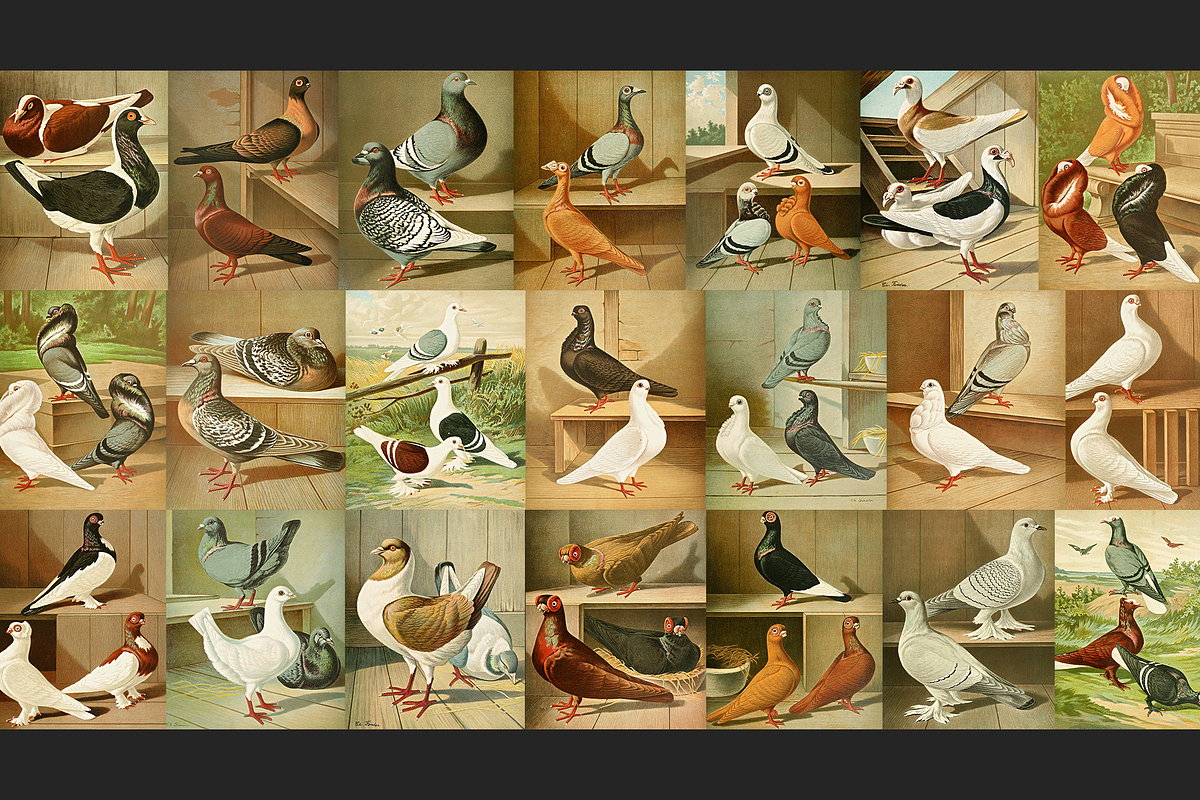 Illustrirtes Mustertauben-Buch, an Animal Illustration by Digital Museum (Photo 4 of 9)
