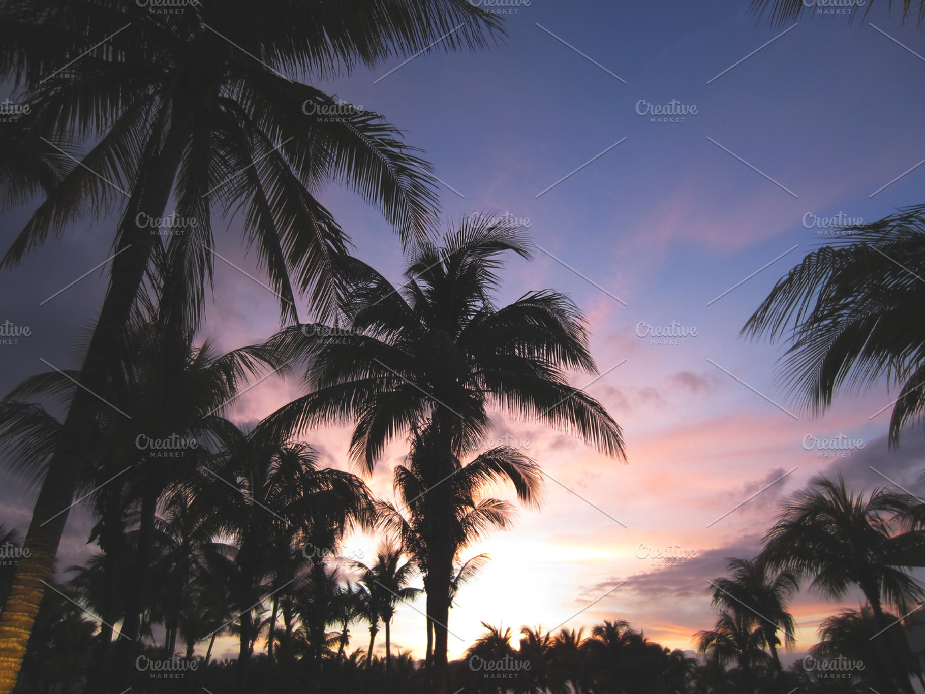 Tropical palm trees stock photo containing palm trees and trees